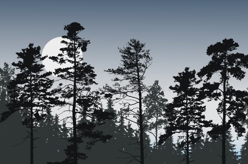 Tree peaks of coniferous forest under night sky with full moon o