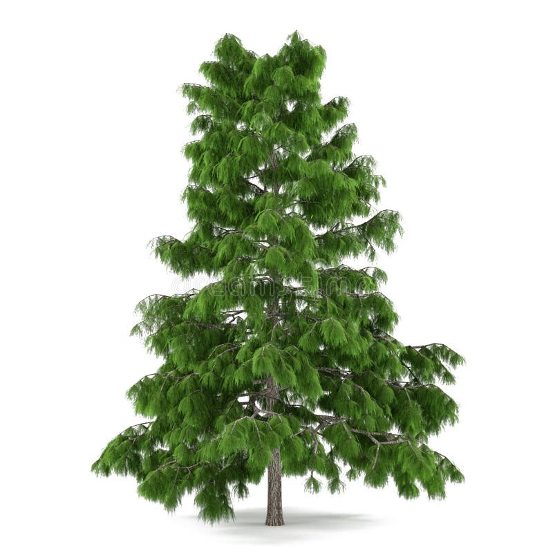 Tree pine isolated. Cedrus deodara royalty free stock image