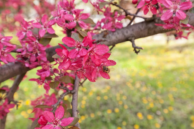 Tree with pink blossoms stock image. Image of fresh, blossom 85034005