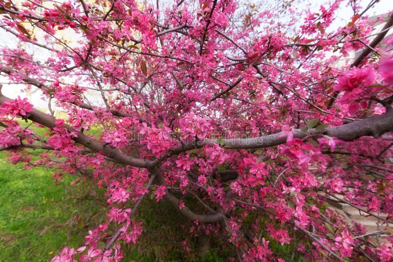 Tree with pink blossoms stock image. Image of branch 85032875