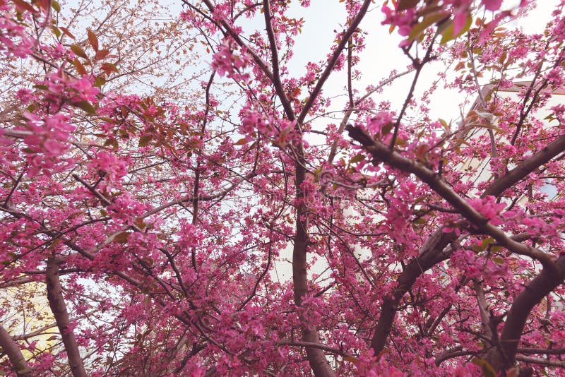 Tree with pink blossoms stock photo. Image of flower 85032548