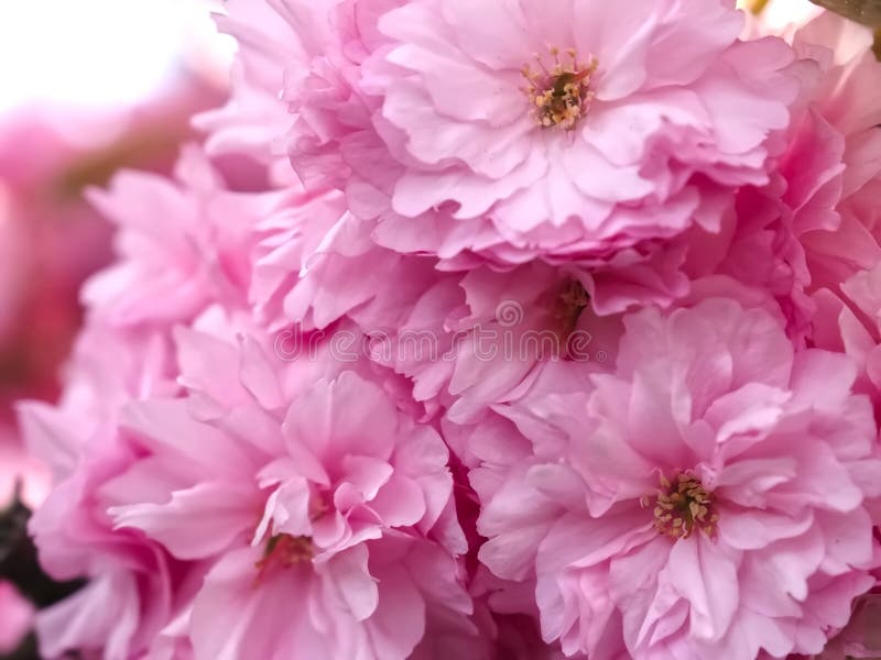 Tree with Pink Cherry Blossoms Stock Photo Image of blossoming
