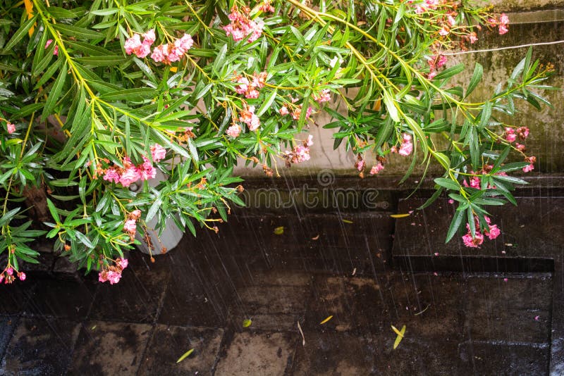 A Tree with Pink Flowers during Rain Stock Image Image of pink