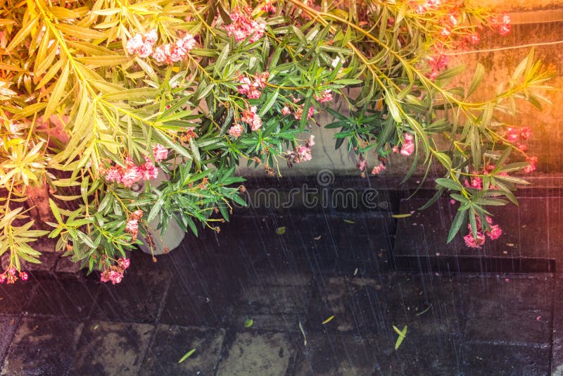 A Tree with Pink Flowers during Rain Stock Photo Image of shower