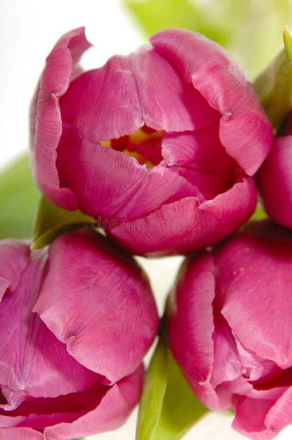 Tree pink tulips