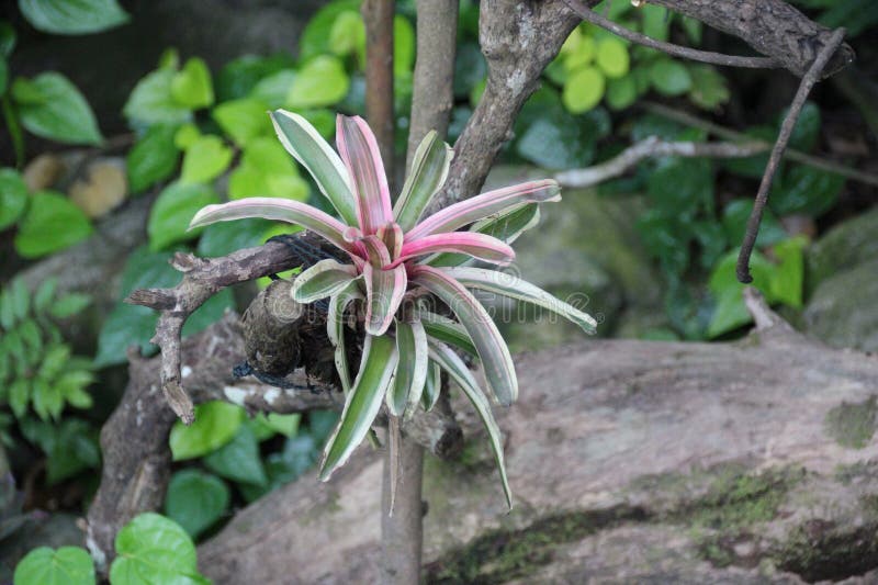Tree and plant in a park - singapore stock photos