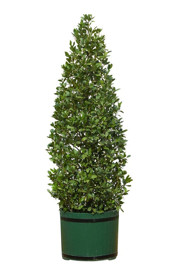 Tree in pot royalty free stock image Tree in pot royalty free stock image