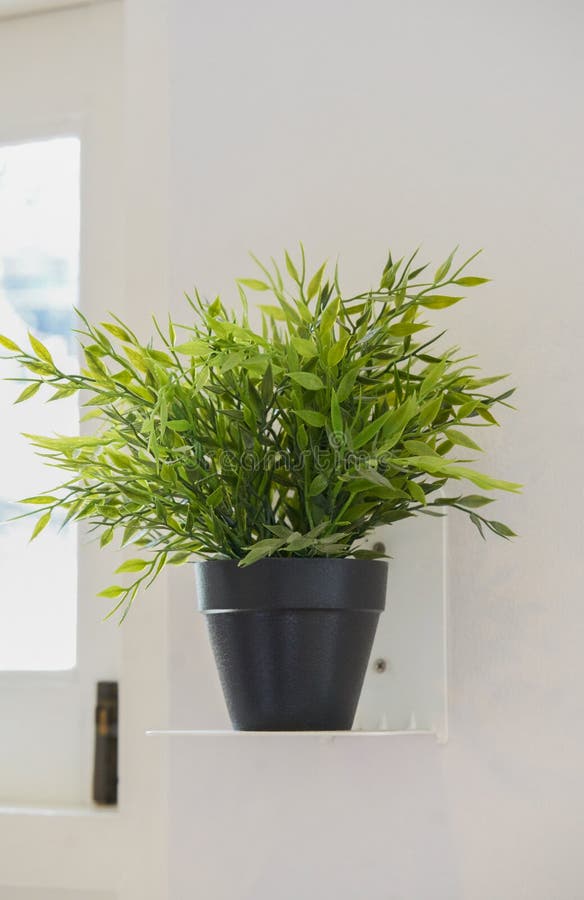 Tree pots stock image. Image of flora, healthy, home 76619779