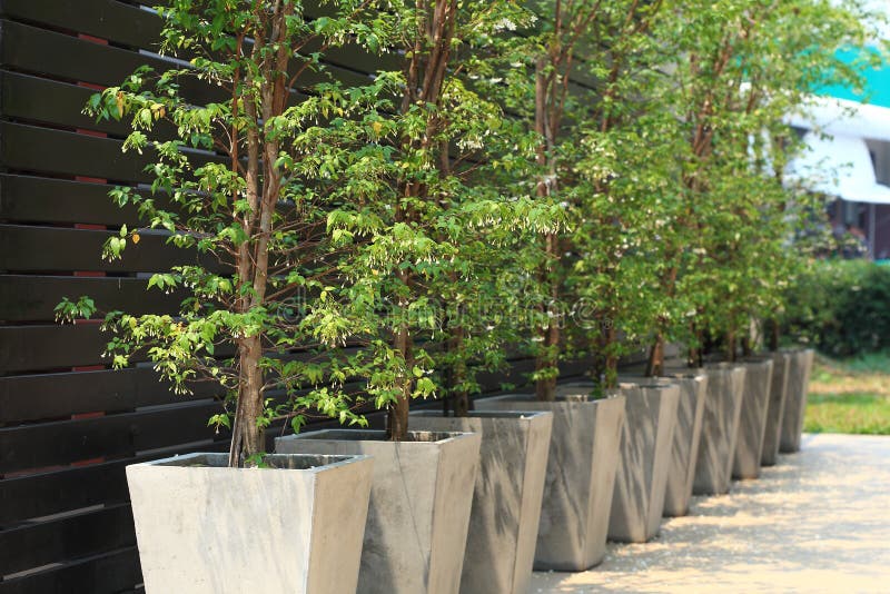 Tree in the potted plants royalty free stock image