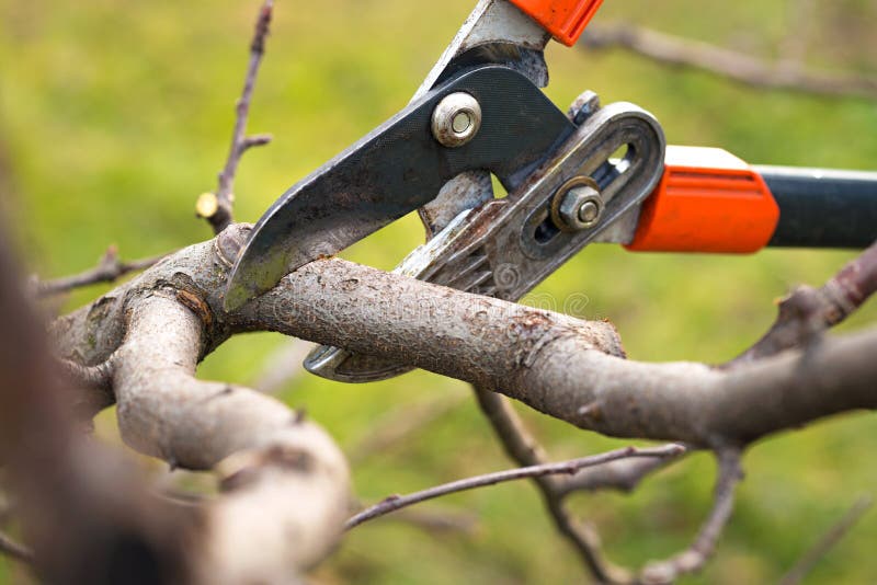 Tree pruning royalty free stock image Tree pruning royalty free stock image