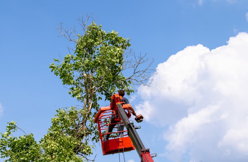 Tree pruning and sawing by a man with a chainsaw standing on the platform of a mechanical chairlift stock photography Tree pruning and sawing by a man with a chainsaw standing on the platform of a mechanical chairlift stock photography
