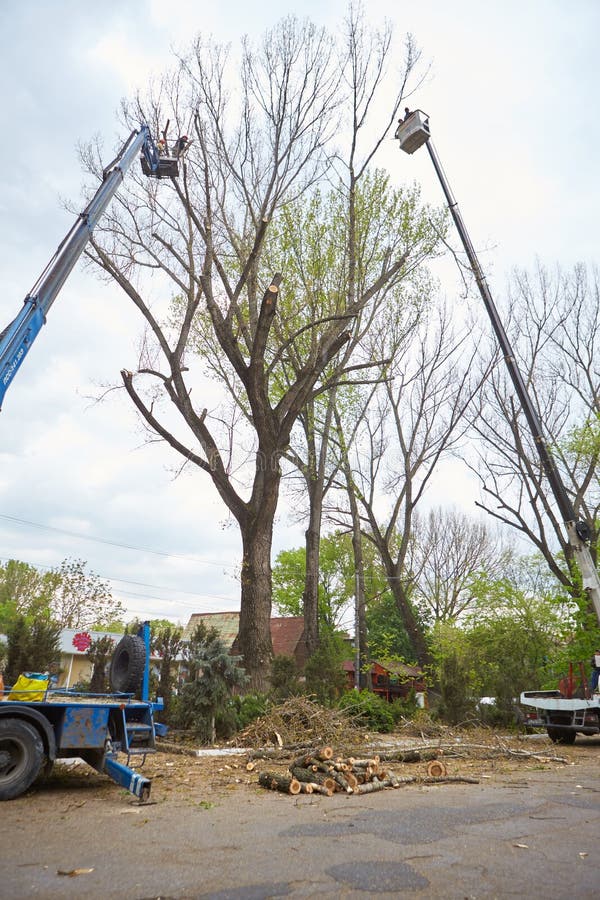 435 Mechanical Pruning Stock Photos Free Royalty Free Stock