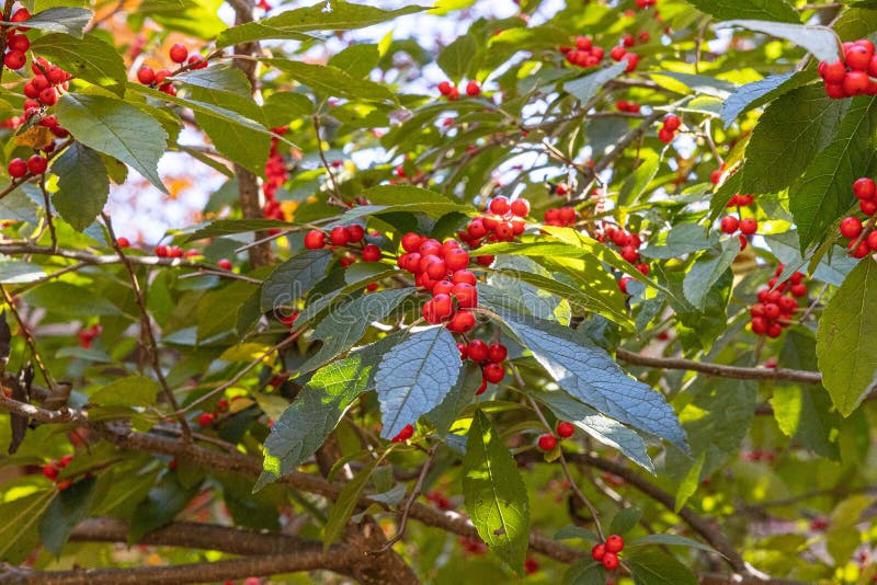 Tree with Red Berries and Green Leaves in Spring Stock Photo Image of