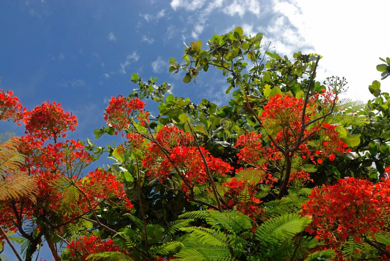 Tree with red flowers, image oriented upward towards sky.