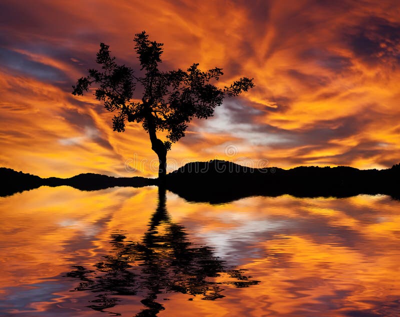 A tree reflected in lake