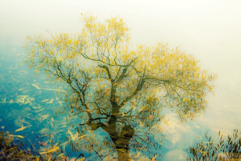 Tree reflected in water