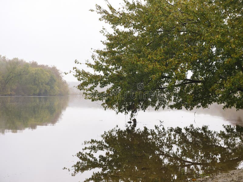 Tree reflected in the water of the Potomac River stock photography