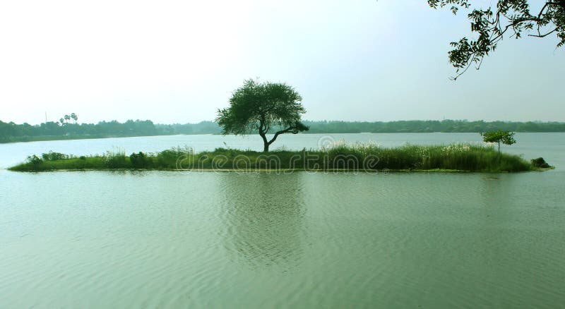 A tree reflection on the rural lake water.