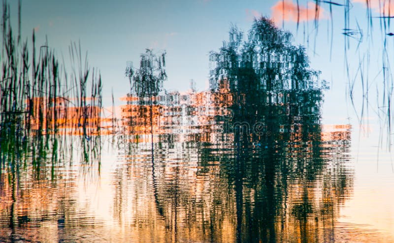 Tree reflection in water closeup