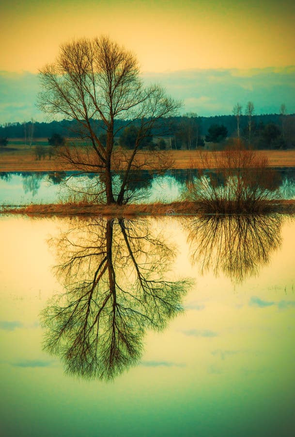 Tree reflection in water