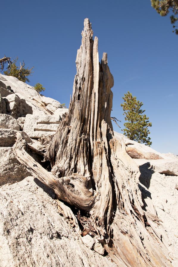 Tree Remains