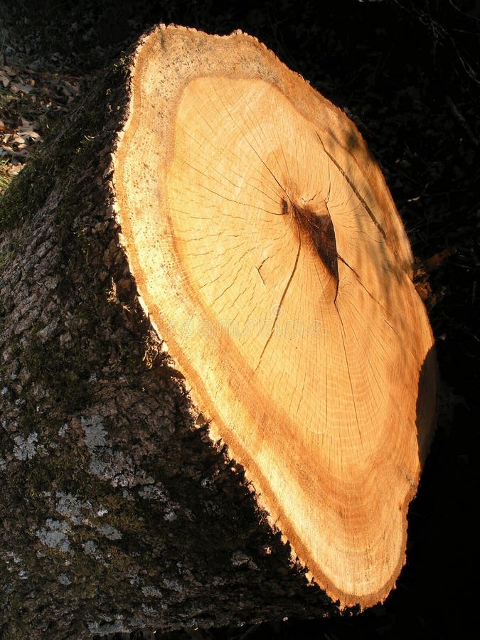 Tree Rings