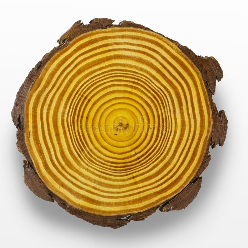 Tree Rings