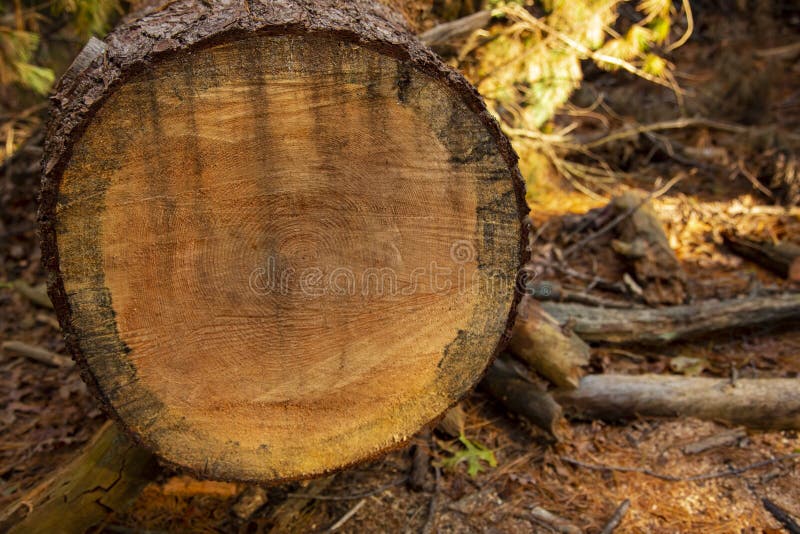 Tree Rings on a Cut Pine Log Stock Photo Image of details, circle