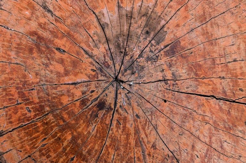 Strom krúžky starý textúra dreva, kríž časť ročný krúžok , príroda.