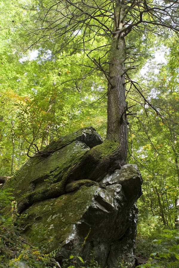 Tree on rock