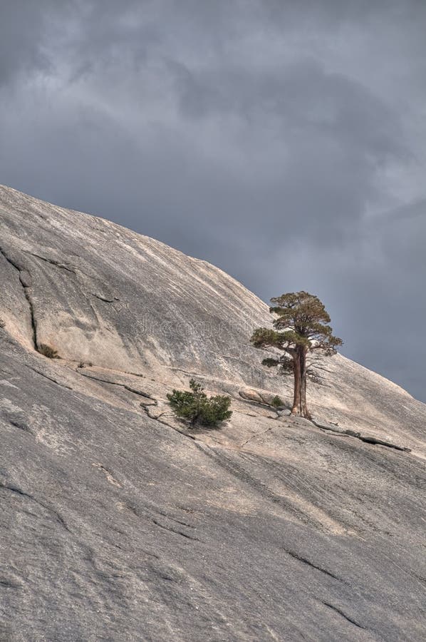 Tree on the rock.