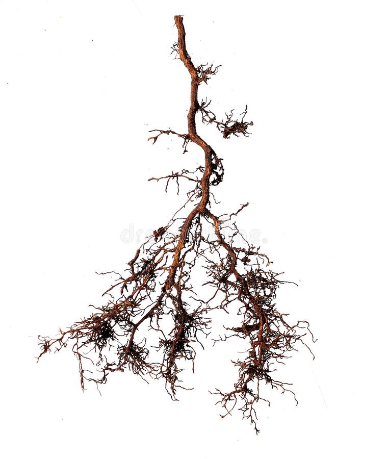 Tree root on white background