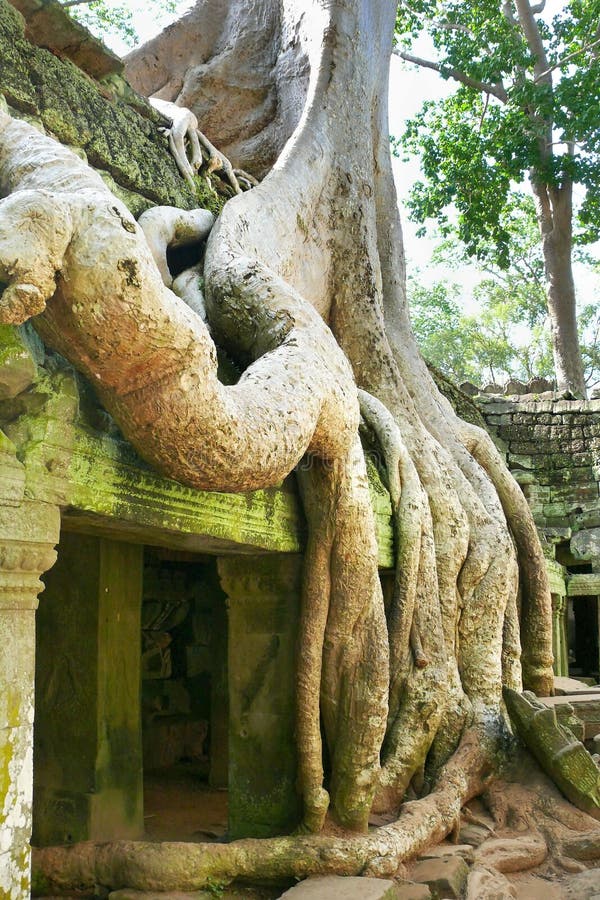 Tree root at Angkor Wat complex in Cambodia