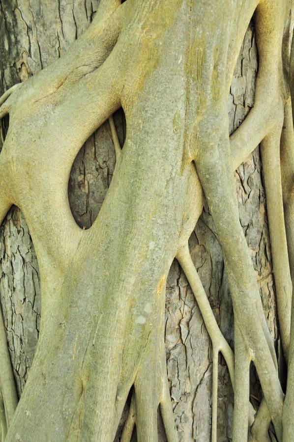 This is a picture of a tree root that wraps around a trunk and this tree is in the Palace, Thailand. This is a picture of a tree root that wraps around a trunk and this tree is in the Palace, Thailand.