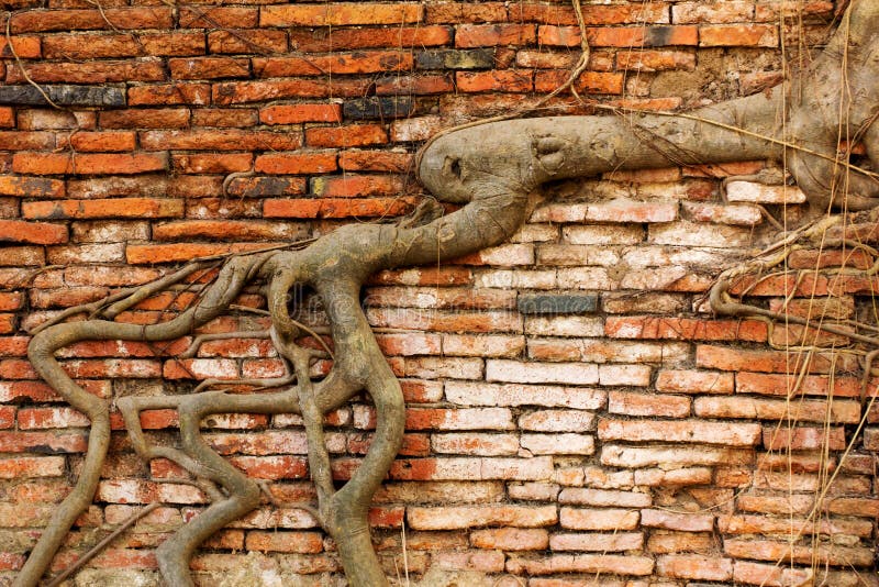 Tree root covering the old brick wall in Wat Mahathat, Ayutthaya