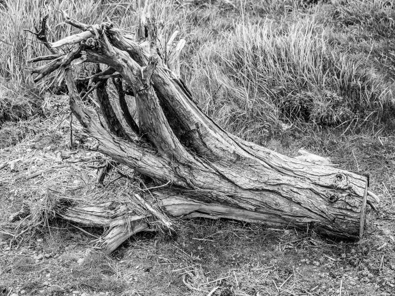 Tree root stock photo. Image of beach, scotland, root - 73091360