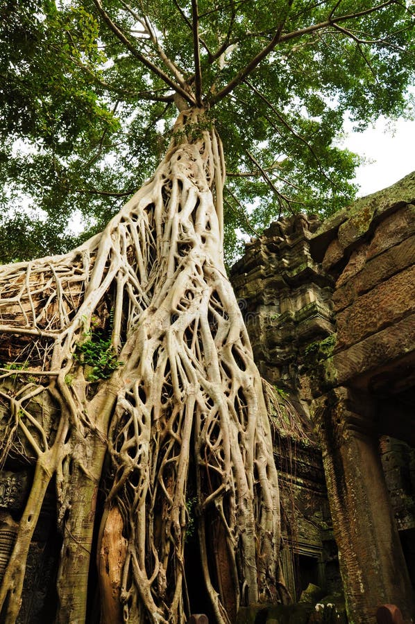Tree root sit on a ruin ancient building