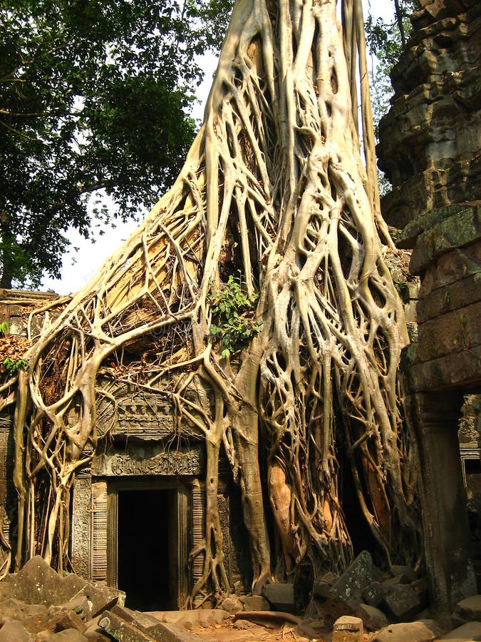 A tree root sits on top of an ancient ruin building in Angkor Wat, Cambodia. A tree root sits on top of an ancient ruin building in Angkor Wat, Cambodia