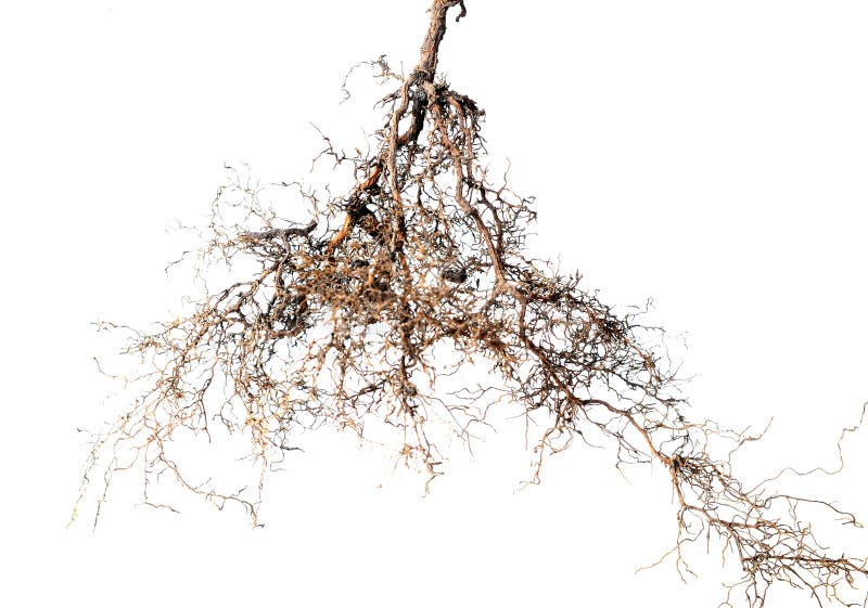 Tree root on white background