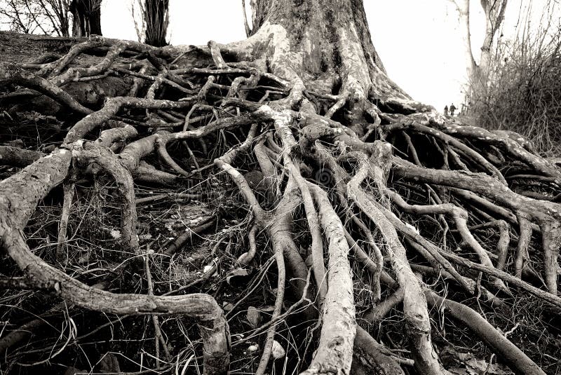 Tree roots stock photo. Image of nature, roots, wood 18251150