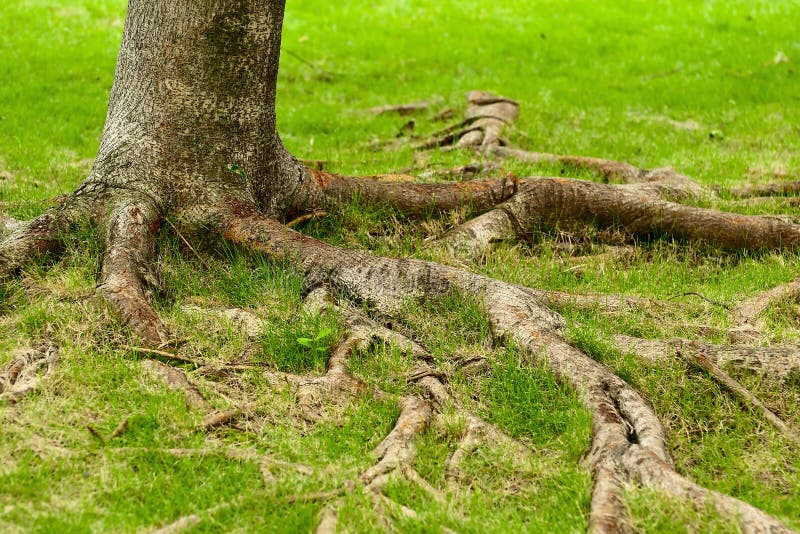 Tree roots