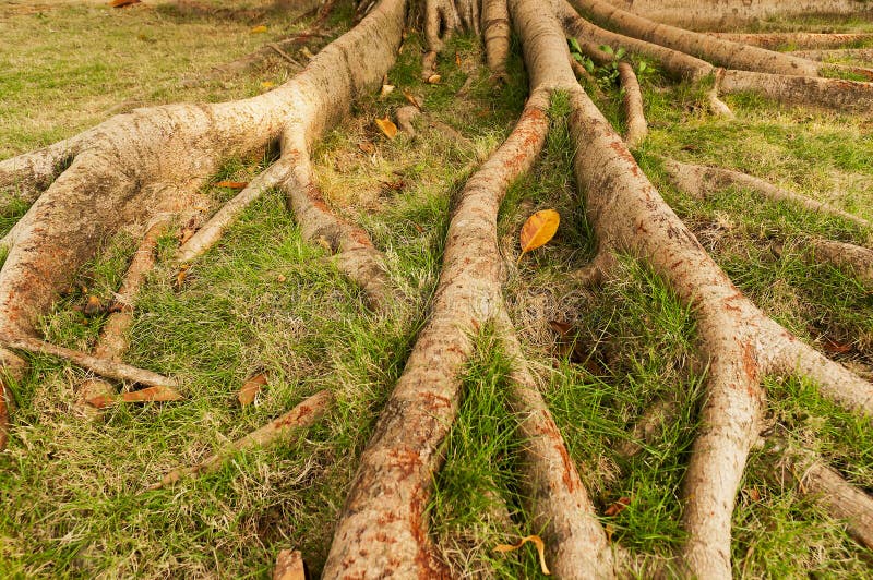 Tree roots