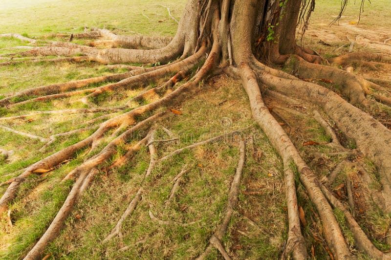 Tree roots