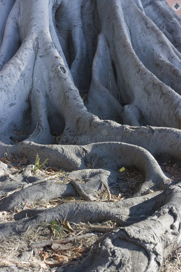 Tree roots