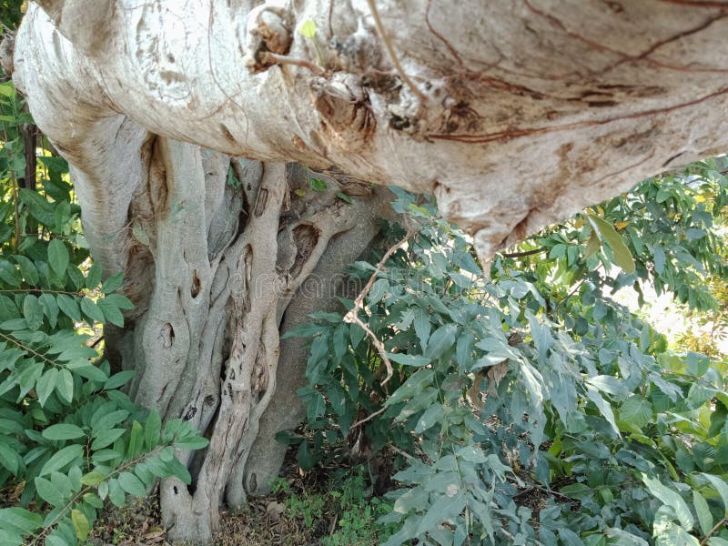 Tree Roots Bark Texture, Nature Creation Background Wallpaper. Stock ...