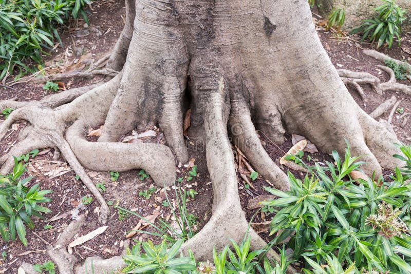 Tree Roots stock photo. Image of plantation, hong, nature 94143224