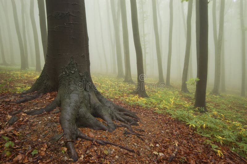 Tree with roots in a colorful forest with fog royalty free stock photography