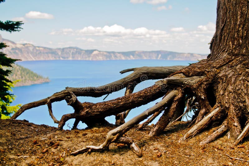 Tree Roots Crater Lake