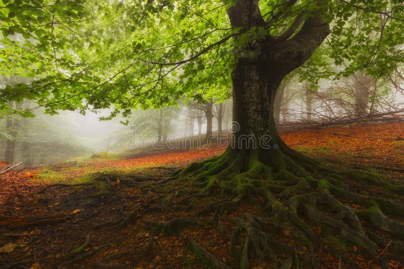 Foggy Forest with Mysterious Trees Stock Image - Image of mirk, leaves ...