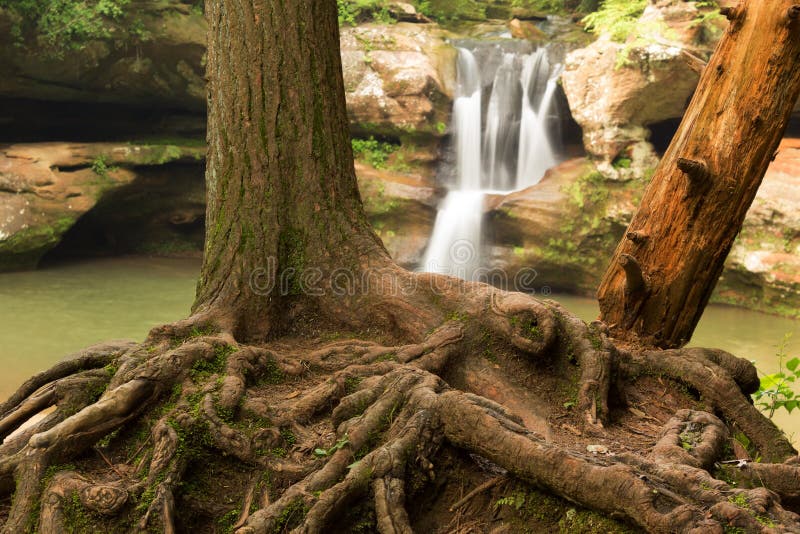 Exposed tree roots in front of Upper Falls at Hocking Hills State Park, Ohio. Exposed tree roots in front of Upper Falls at Hocking Hills State Park, Ohio.